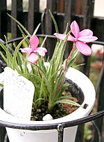 Vignette pour Rhodohypoxis