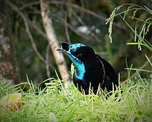 Ribbon-tailed Astrapia laki-laki. (Astrapia mayeri) (48941080772).jpg