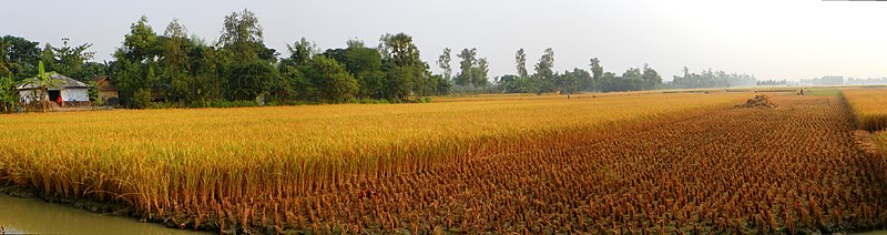 File:Rice field panorama (23557288911).jpg