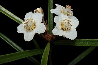 <i>Ricinocarpos caniana</i> Species of shrub
