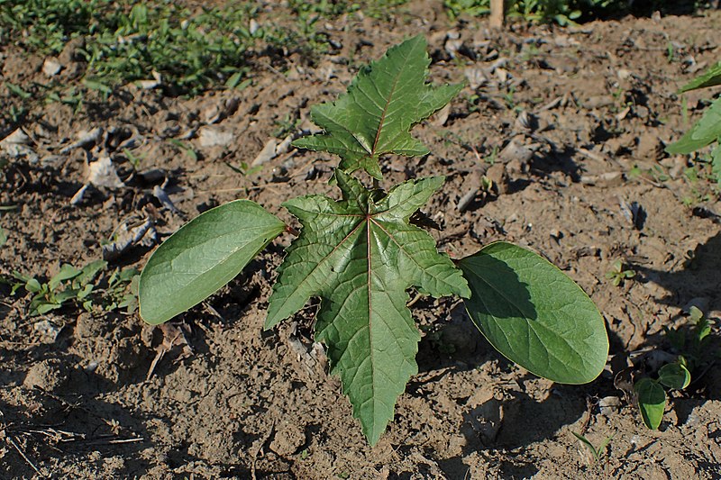 File:Ricinus communis kz01.jpg