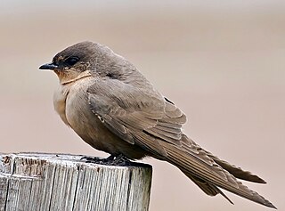 Rock martin Asmall passerine bird in the swallow family that lives in central and southern Africa