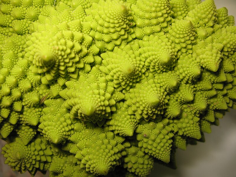 File:Romanesco Broccoli detail - (3).jpg