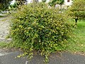 Rosa canina Roseira brava