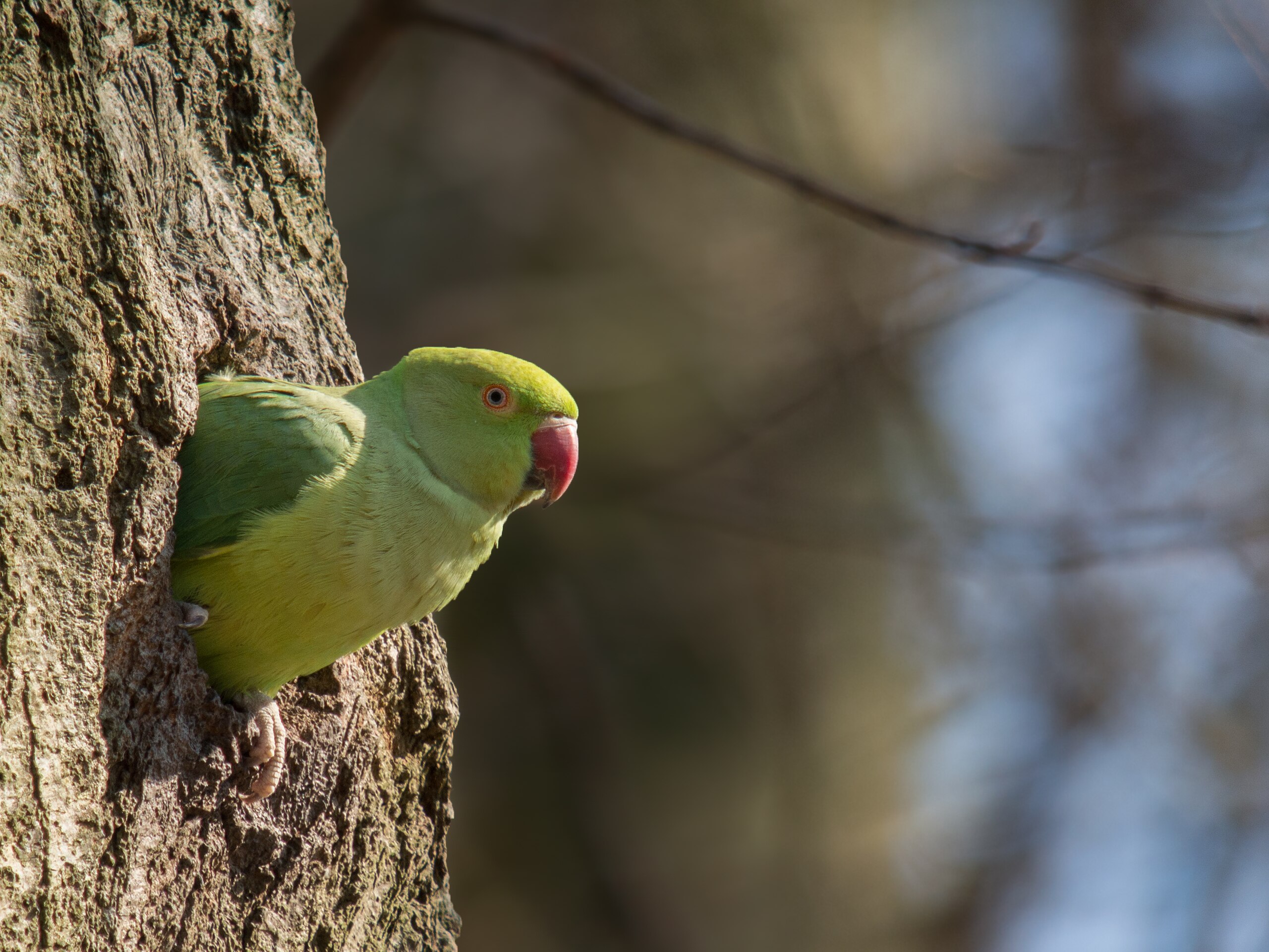 Rose ringed parakeet (Psittacula krameri), female looking out of nest hole,  Stock Photo, Picture And Rights Managed Image. Pic. IBR-5170918 |  agefotostock