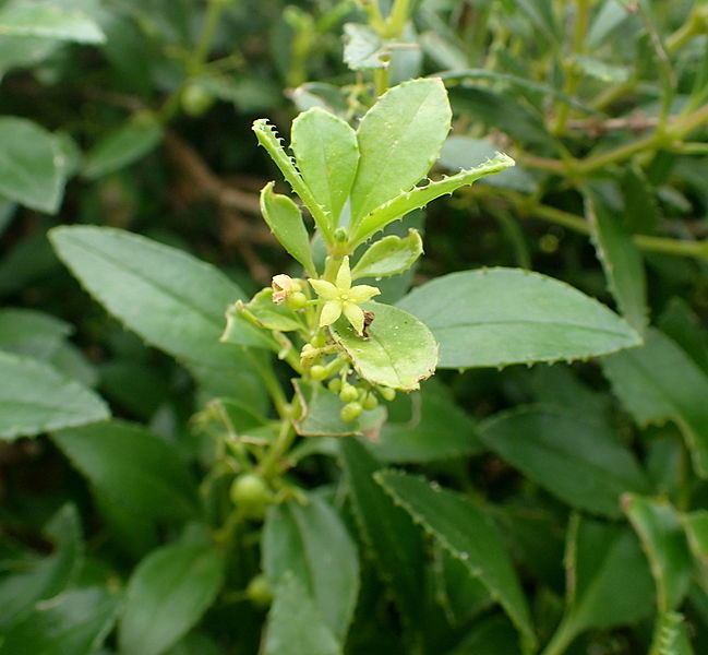 File:Rubia fruticosa 04.JPG