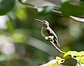 * Nomination Ruby-throated hummingbird in Central Park --Rhododendrites 17:50, 9 October 2021 (UTC) * Promotion  Support Good quality. --CuriousGolden 21:08, 9 October 2021 (UTC)