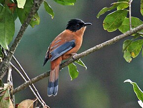 Birds Watching In Suntaklekhola