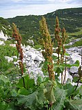 Vorschaubild für Alpen-Ampfer