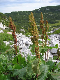 Ampfer (Rumex, veraltet auch M