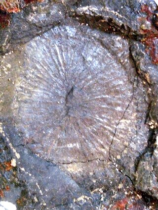 <i>Rutgersella</i> Fossil classification
