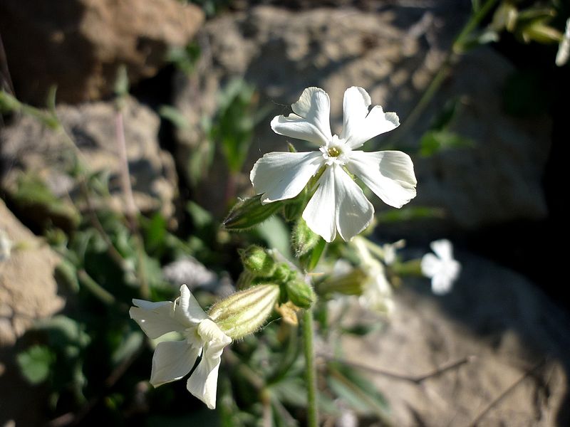 File:SILENE LATIFOLIA - SANT JUST - IB-148 (Melandri blanc).JPG