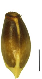 Nutlet (black scale bar is 1mm)