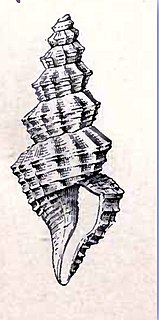 <i>Saccharoturris monocingulata</i> Species of gastropod