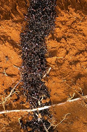 Formigas-correição do género Dorylus
