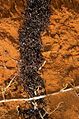 Migracion de formigas legionàrias en Africa.