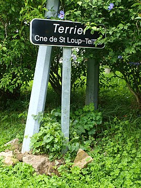 Terriër (Ardennen)