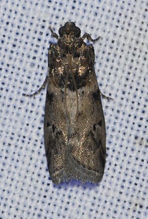 Salebriaria annulosella (14099252839).jpg