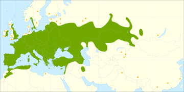 Salix alba - Wikipedia