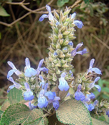 芡歐鼠尾草