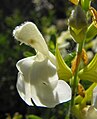 Salvia greggii 'Alba'