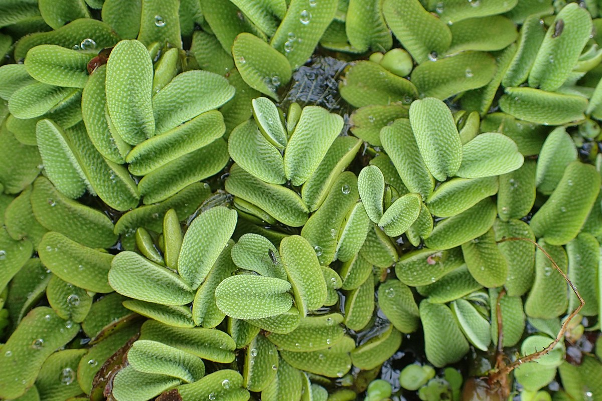 Salvinia natans kz27.jpg