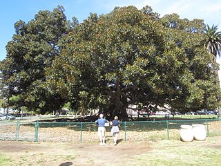 Moreton Bay fig (Balboa Park) Large tree in southern California, USA