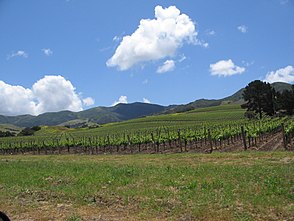 Ein typischer Weinberg im Santa Ynez Valley