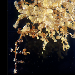 Sargassum sp. seaweed