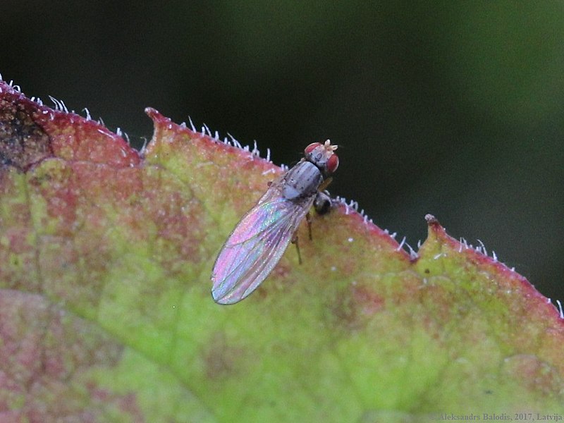 File:Scaptomyza pallida 06.JPG