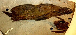 <i>Scaumenacia</i> Extinct genus of fishes