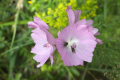 English: Malva moschata, Diptera sp., Nature reserve "Auf der langen Galle" near Rudingshain , Schotten, Hesse, Germany This is a picture of the protected area listed at WDPA under the ID 162284