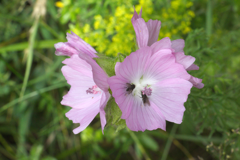 File:Schotten Rudingshain NR 162284 Malva moschata Diptera.png