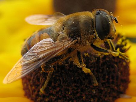 Eristalis tenax