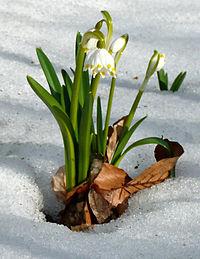 Schweineberg ein Märzenbecher im Schnee.jpg