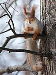 Picture of a squirrel