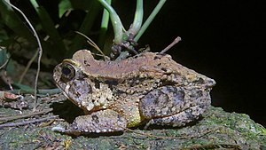 Sclerophrys togoensis.jpg