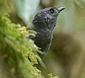 Scytalopus alvarezlopezi - Tatama Tapaculo; Tatama Reserve, Pueblo Rico, Risaralda, Colombia (cropped).jpg