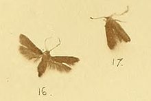 Scythris alseriella.jpg