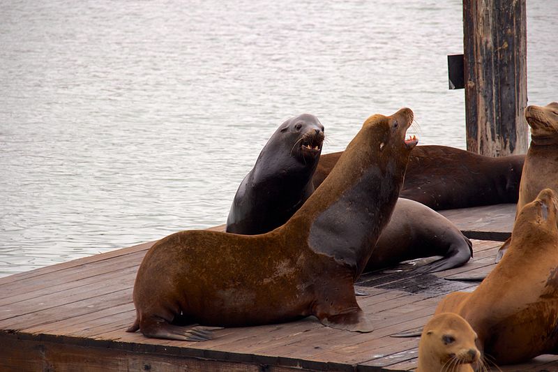 File:Sea lions at Pier 39 3.jpg