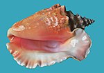 Thumbnail for File:Sea shell (Trinidad &amp; Tobago 2009)-solid field.jpg