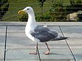 Glaucus-winged gull
