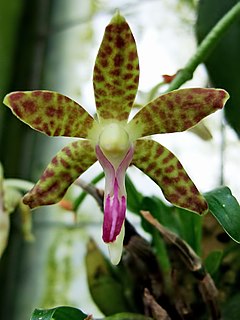 <i>Phalaenopsis subparishii</i> Species of epiphytic orchid