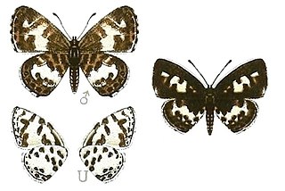 <i>Tuxentius</i> Butterfly genus in family Lycaenidae