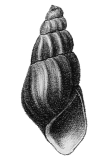 <i>Semisulcospira forticosta</i> Species of gastropod