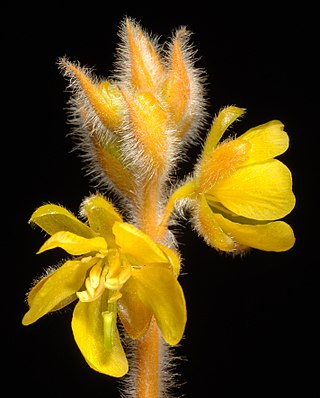 <i>Senna notabilis</i> Species of plant