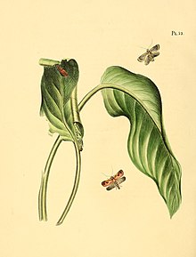 illustration of moucou-moucou leaves Sepp-Surinaamsche vlinders - pl 052 plate descr. as Phalaena thunberghiana or thunbergiana.jpg