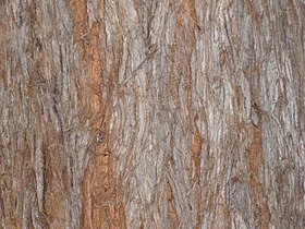 Bark of a cultivated tree