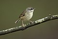 White-browed Scrubwren, Brunkerville, New South Wales, Australia