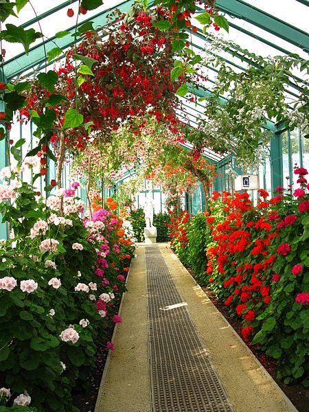 File:Serres royales allee de gerania et fuschias.JPG